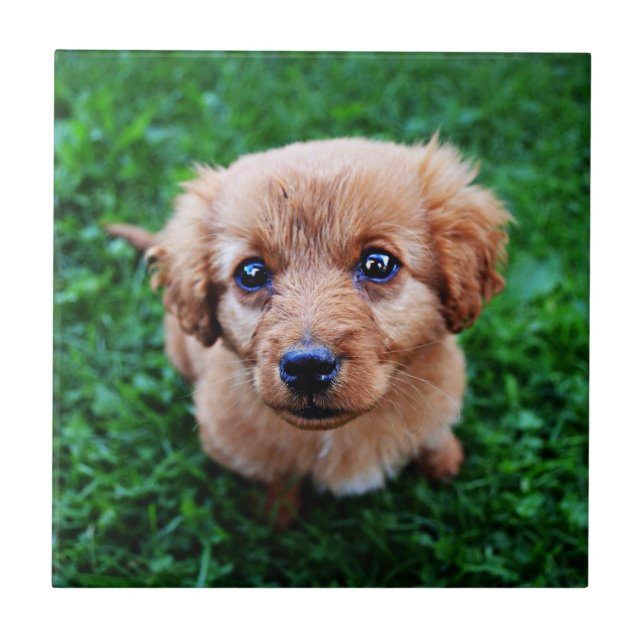 Carreau Photo de chiot adorable (Devant)