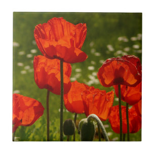 Carreau Photo de coquelicots lumineux de près
