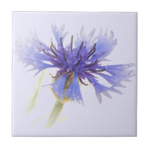 Photo de Cornflower bleu -