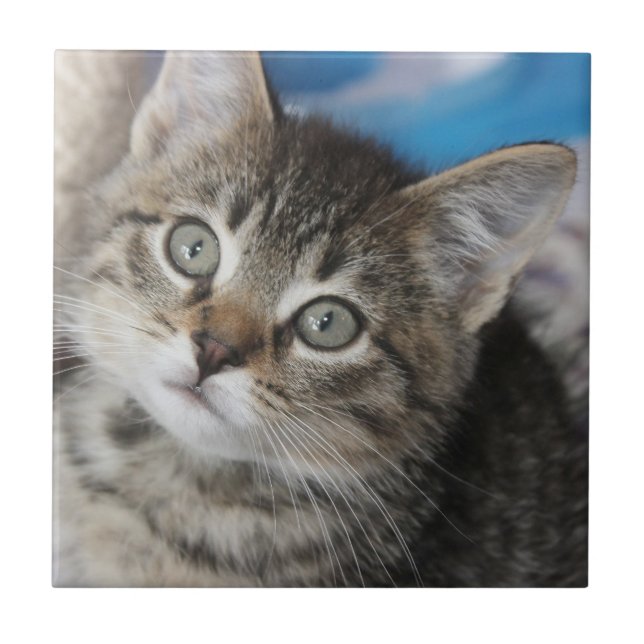 Carreau Photo de Famille de Chat Mignon (Devant)