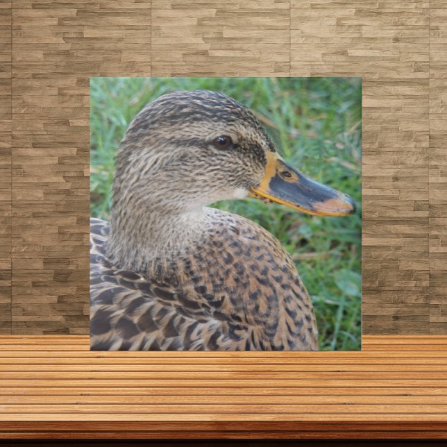 Carreau Photo de faune de cane Mallard (In Situ)
