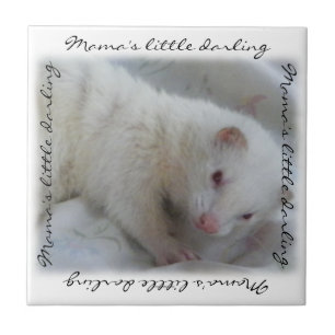 Carreau Photo de Ferret Albino Blanc