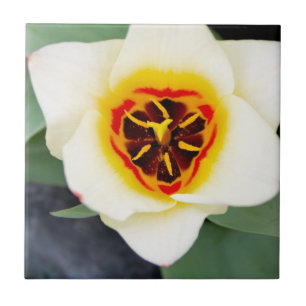 Carreau Photo de gros plan de tulipe printanière