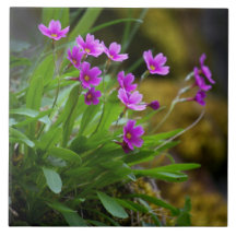 Photo de Maguire Primrose fleur sauvage © Sandy Lo