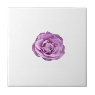 Carreau Photo d'un rose de couleur lavande sur une