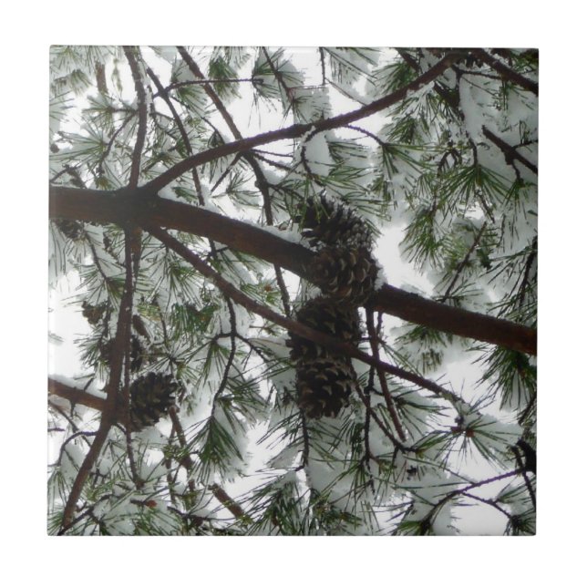 Carreau Photo hivernale sous le pin couvert de neige (Devant)