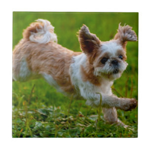Carreau Photo mignonne tournant Chien Shih Tzu