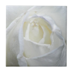 Carreau Photo Rose blanche Valentine