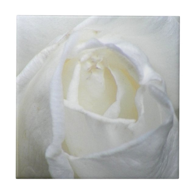 Carreau Photo Rose blanche Valentine (Devant)