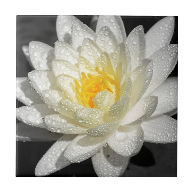 Carreau Photo White Water Lily (Devant)