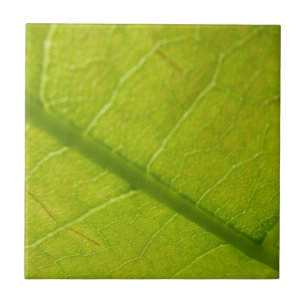 Carreau Photographie botanique de feuilles vertes dans la