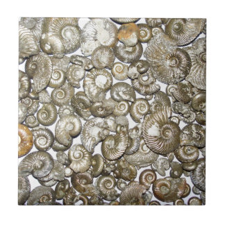 Carreau Photographie d'ammonites d'argile d'Oxford