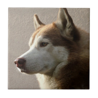 Carreau Photographie de chien de Malamute d'Alaska