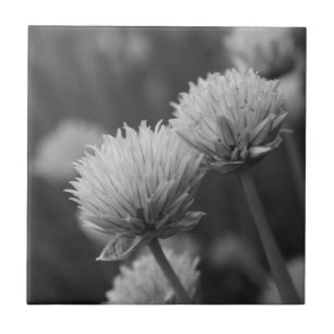 Carreau Photographie De Fleur Allium Noir Et Blanc