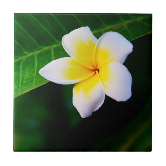 Carreau Photographie de fleurs de plumeria (Devant)