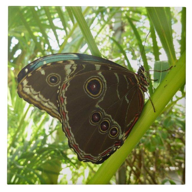 Carreau Photographie de la nature du papillon Morpho bleu (Devant)