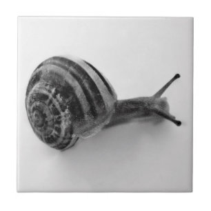 Carreau Photographie de la nature d'un escargot de jardin