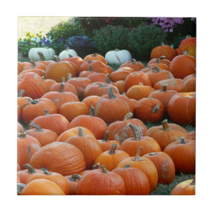 Carreau Photographie de récolte d'automne des citrouilles 