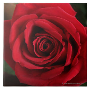 Carreau Photographie de rose rouge