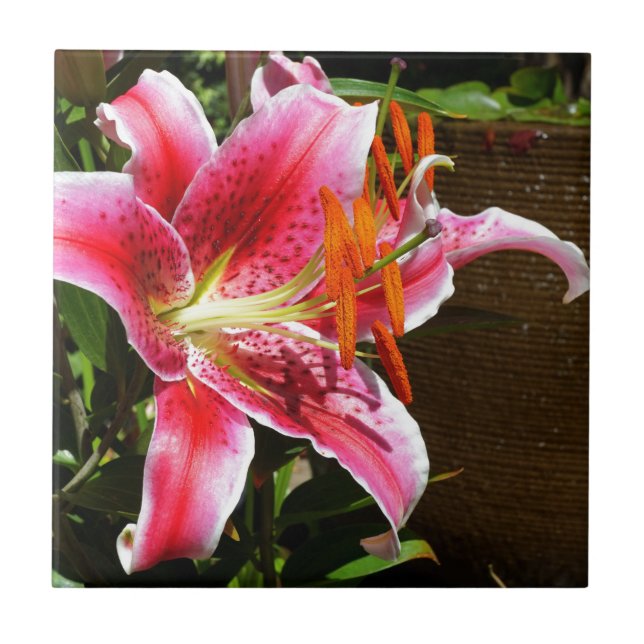 Carreau Photographie de Stargazer Lily (Devant)
