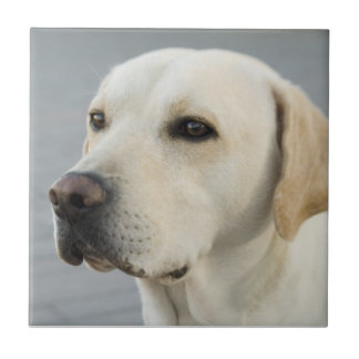 Carreau Photographie d'or de labrador retriever