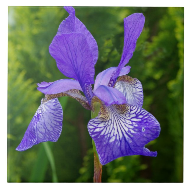 Carreau Photographie florale d'Iris sybirica (Devant)
