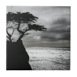 Carreau Photographie nature noir et blanc