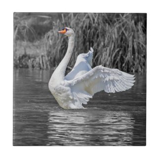 Carreau Photographie noir et blanc cygne