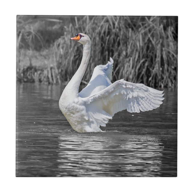 Carreau Photographie noir et blanc cygne (Devant)