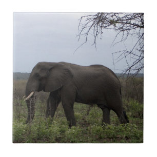 Carreau PhotoTile d'African Elephant Wildlife