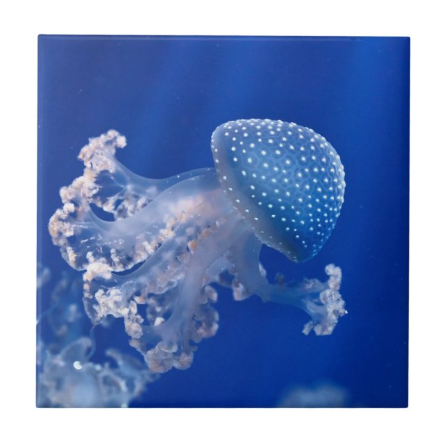 Carreau Phyllorhiza Punctata (Devant)