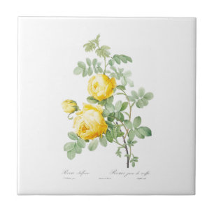CARREAU PIERRE-JOSEPH REDOUTÉ "ROSE JAUNE" TILE CÉRAMIQU