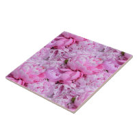 Pies roses et violettes-