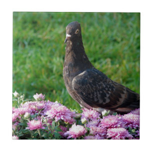 Carreau Pigeon et maman