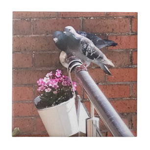 Carreau Pigeon Pair et Red Saxifrage Flowers