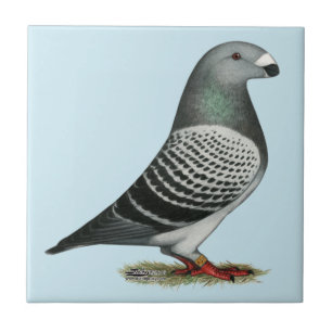 Carreau Pigeon Show Racer Blue Check