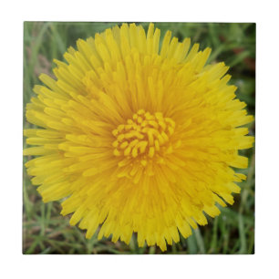 Carreau Pile photo en céramique Dandelion Small (4,25 po x