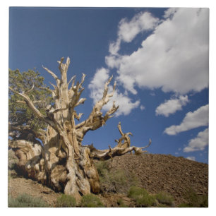 Carreau pin à Bristlecone dans la forêt ancienne de Bris