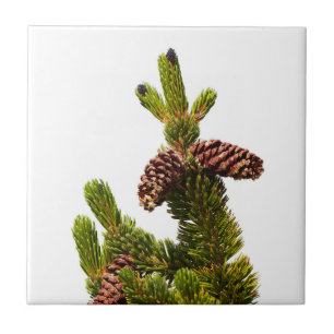 Carreau Pin de Bristlecone