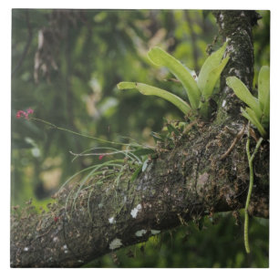Carreau Pine Pink, Bletia purpurea, en fleurs sur un mangu