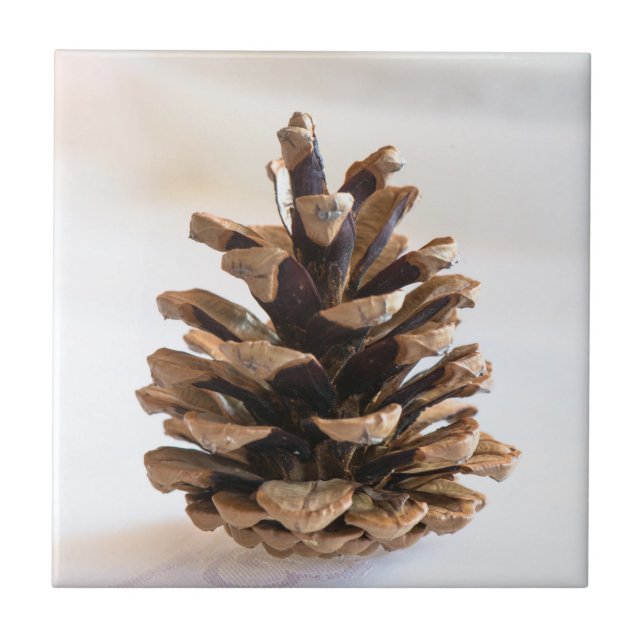 Carreau Pinecone (Devant)