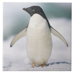 Carreau Pingouin d'Adelie, plan rapproché