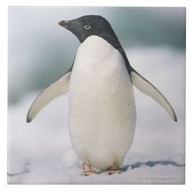 Carreau Pingouin d'Adelie, plan rapproché (Devant)