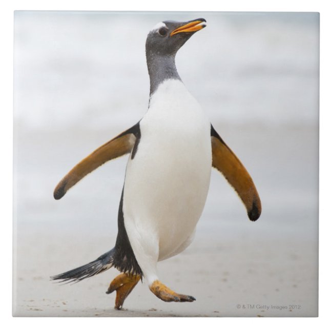 Carreau Pingouin de Gentoo (Devant)