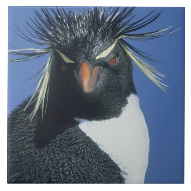 Carreau Pingouin de Rockhopper (Eudyptes chrysocome) (Devant)