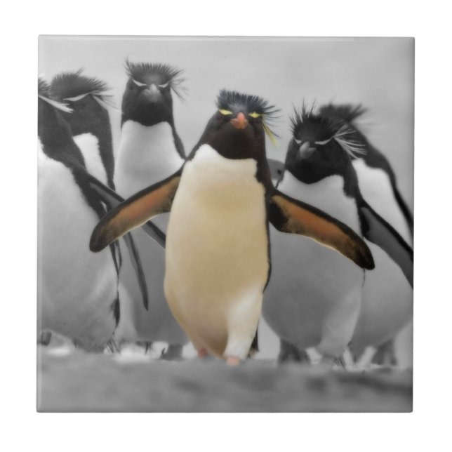 Carreau Pingouins de Rockhopper (Devant)