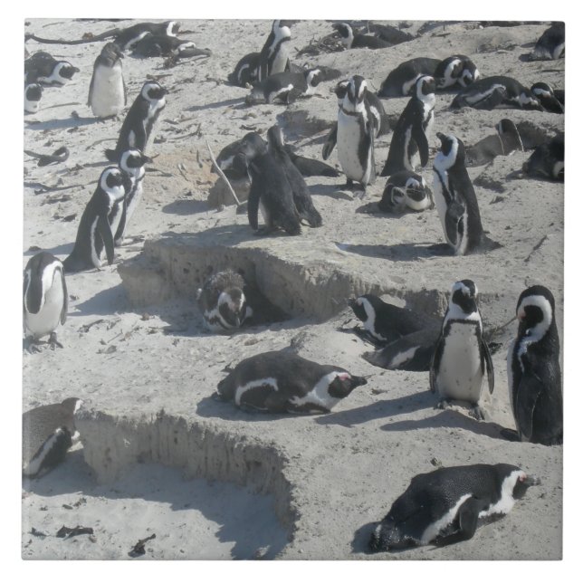 Carreau Pingouins mignons en céramique sur la plage (Devant)