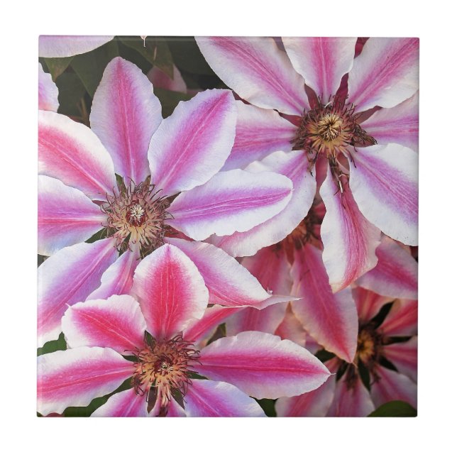 Carreau Pink and white striped clematis flowers (Devant)