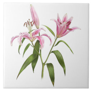 Carreau Pink Asiatic Stargazer Lily Botanique Art
