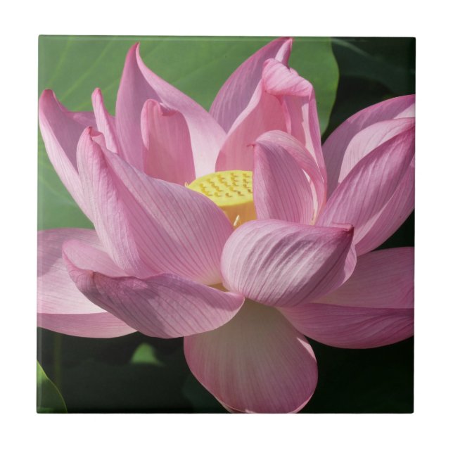 Carreau Pink Lotus Flower IV (Devant)